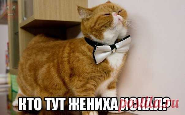 ЖЕНИХ | KotoMail.ru