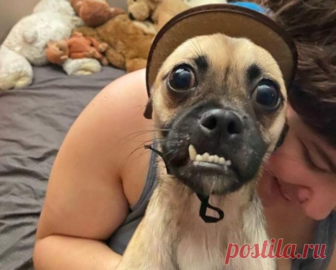 Драматические актёры из мира животных / Питомцы