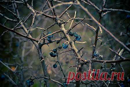 терн | 6 соток