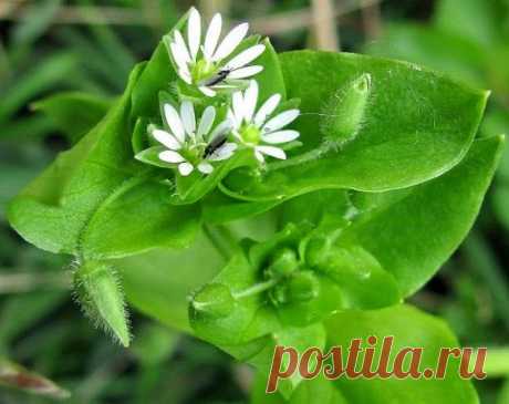 Чудо-травка - мокрица