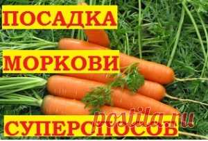 Посадка моркови. Подготовка семян для быстрого прорастания! — 6 соток