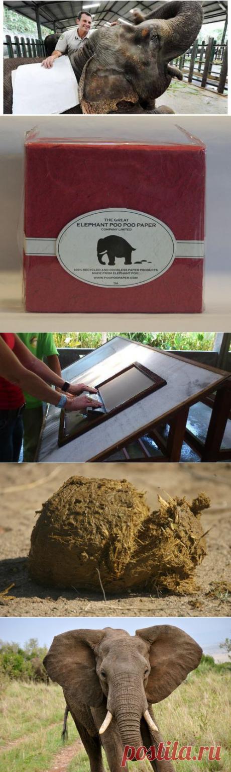 Бумага из слоновьего навоза