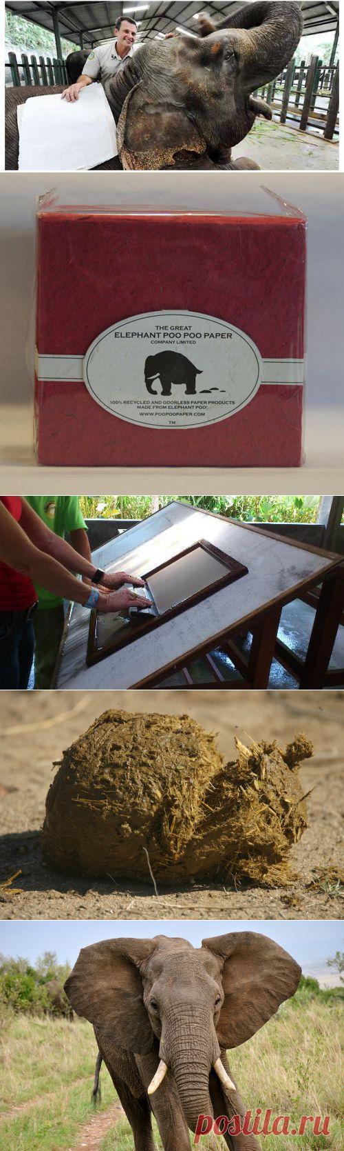 Бумага из слоновьего навоза