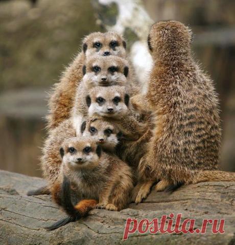 Забавные животные / Питомцы