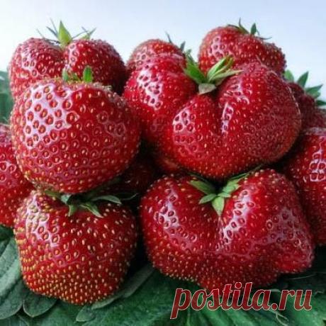 Особенности выращивание земляники Викода