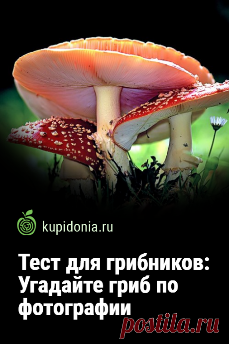 Тест для грибников: Угадайте гриб по фотографии. Развлекательный тест с фотографиями для всех любителей походов за грибами. Попробуйте назвать правильно каждый гриб!