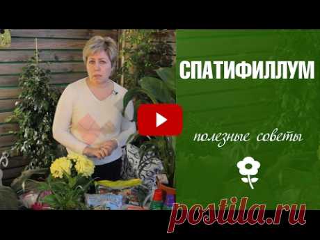Спатифиллум 🌼 Уход в домашних условиях 🌼 Комнатные растения с Хитсад