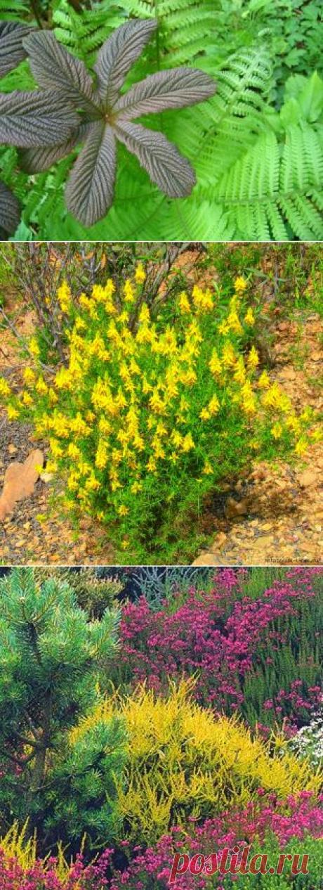 Знакомьтесь! Любители кислых почв.