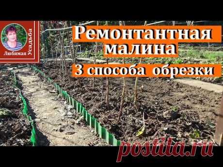 Ремонтантная малина осенью  3 способа обрезки