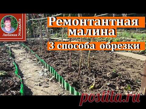 Ремонтантная малина осенью  3 способа обрезки