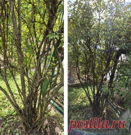 Почему осенняя обрезка жимолости - залог здоровья и обильного плодоношения | Вдали от города (огород + подсобное хозяйство) | Дзен