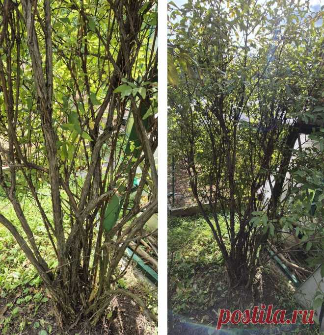 Почему осенняя обрезка жимолости - залог здоровья и обильного плодоношения | Вдали от города (огород + подсобное хозяйство) | Дзен