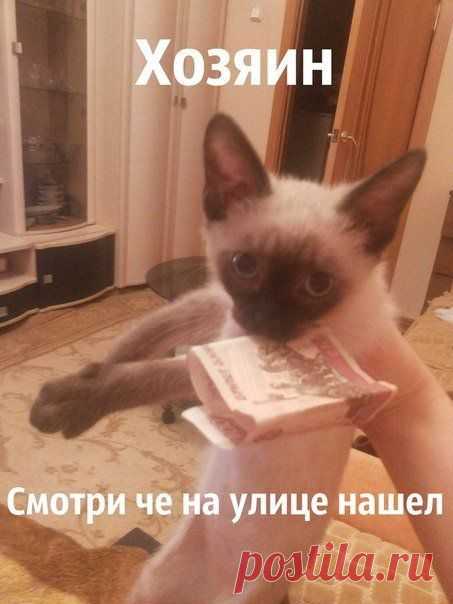 Наши пушистики