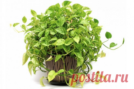 Сциндапсус, или тропическая декоративная лиана, в домашнем цветоводстве