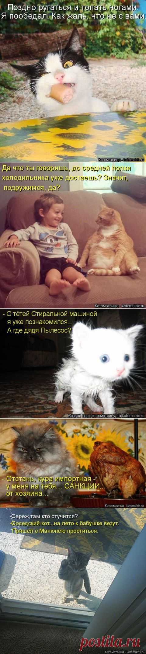 Прикольная котомашка на выходной | Приколисты