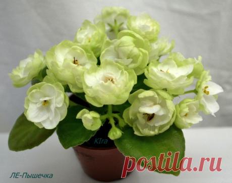 Стрептокарпусы, сенполии, бегонии, глоксинии, фуксии, орхидеи :: Просмотр темы - А в Подмосковье водятся цветы..!