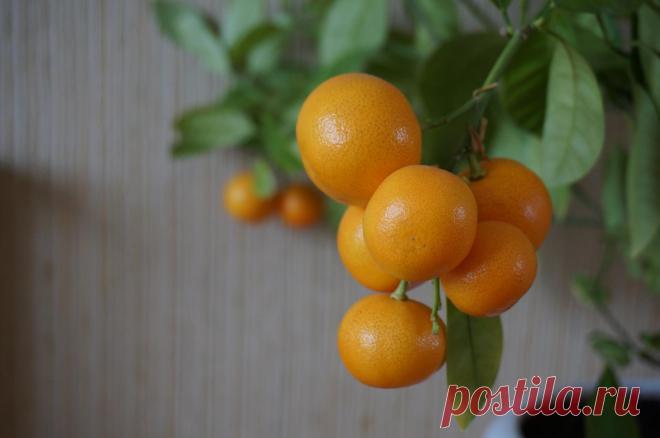 КАЛАМОНДИН   БАЛКОННОЕ  ХОЗЯЙСТВО