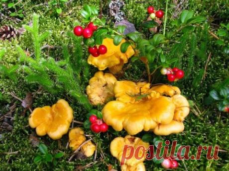 Не задумывались, почему лисички никогда не бывают червивыми ......