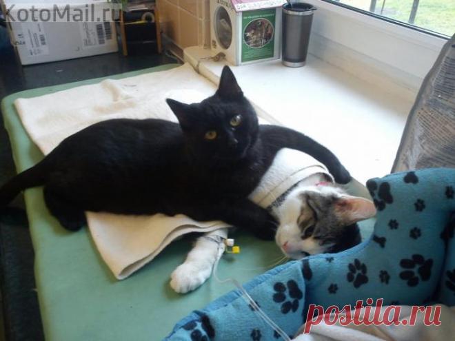 Выздоравливай!