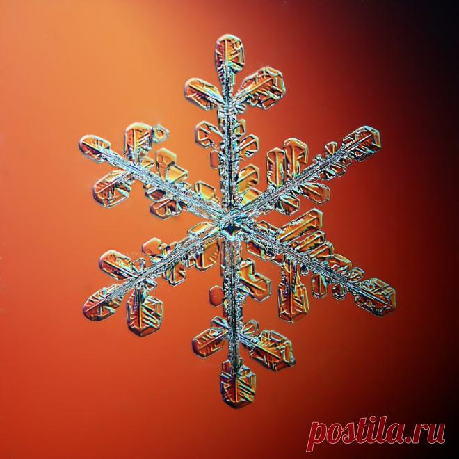 Не сразу поняла, как это снято: невероятной красоты снежинки (настоящие, сделано матушкой-природой и фотографом из Вологды) | Северяночка | Яндекс Дзен