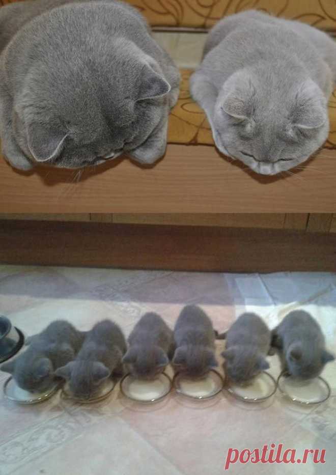 Кошка в доме: лишние хлопоты или удача?