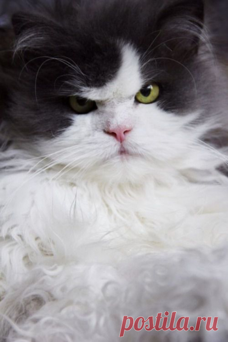 котохмур