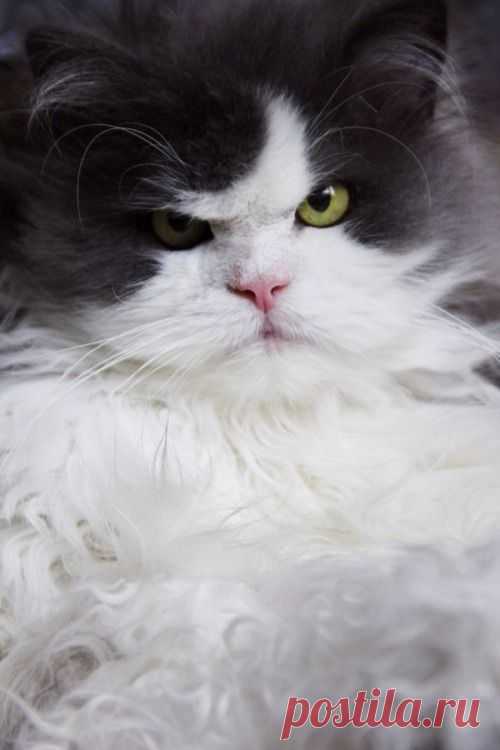 котохмур