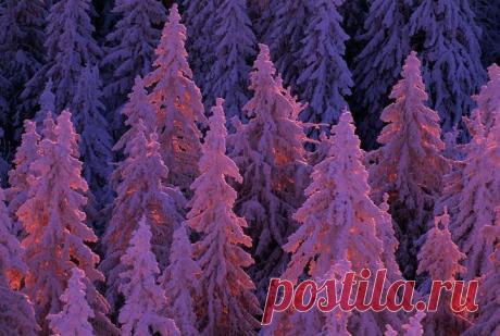 11lifeincolorpurpleNorbertRosing.jpeg (721×485)