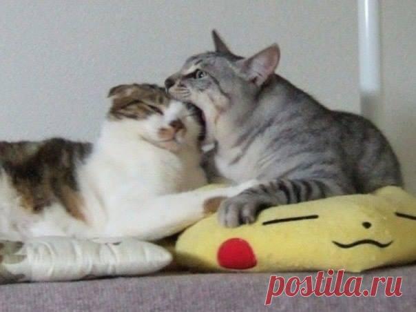 Любовь — это периодически возникающее желание не только укусить, но сожрать полностью этого засранца. ❤