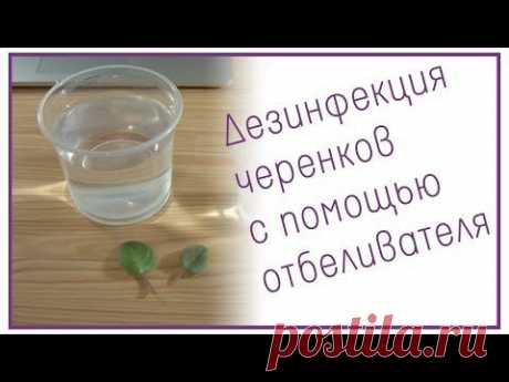 Дезинфекция черенков с помощью отбеливателя - YouTube