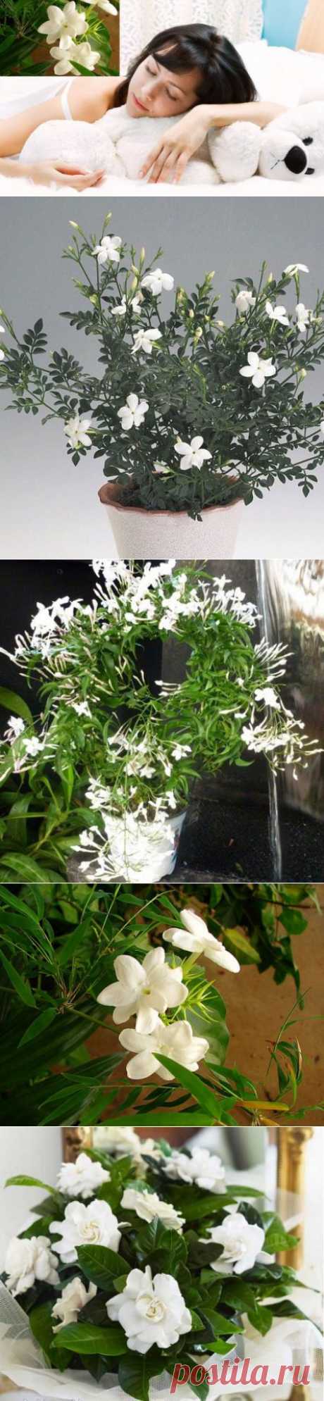 Цветок на подоконнике — и сон нам обеспечен | Домохозяйки