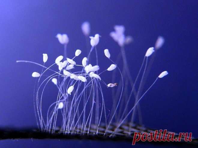 Расцвел цветок, который цветет раз в 3000 лет / Научный хит