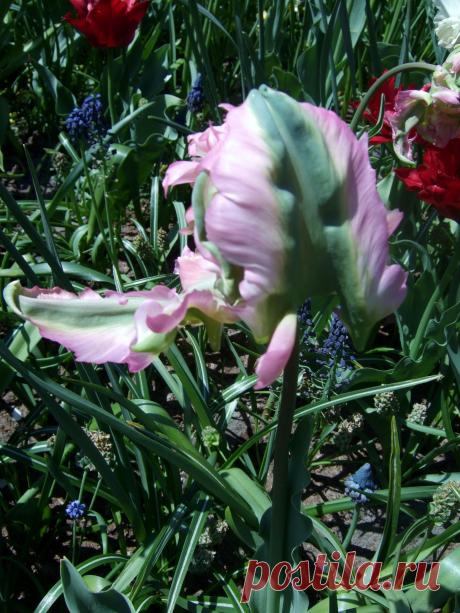 ТЮЛЬПАНЫ В ПАРКЕ КЮКЕНХОФ (KEUKENHOF)  В  ГОЛЛАНДИИ.