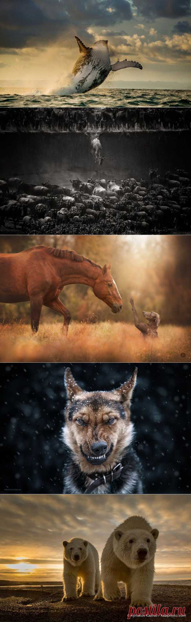 10 самых лучших фотографий животных 2014 - Фотопанорама