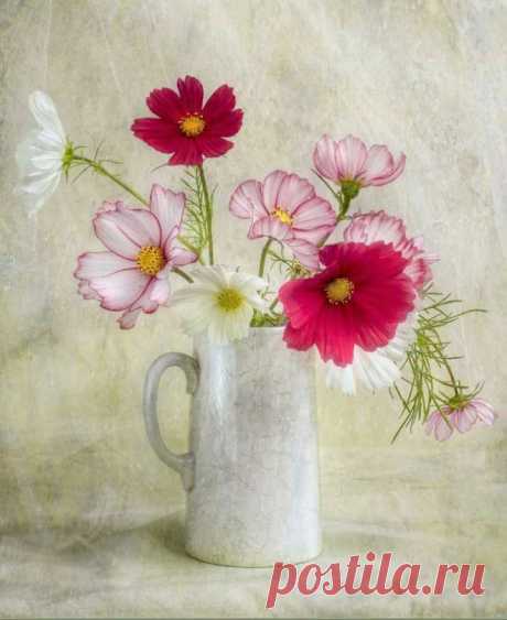 Немного нежности и красоты… Фотограф Мэнди Дишер (Mandy Disher) — Фотоискусство