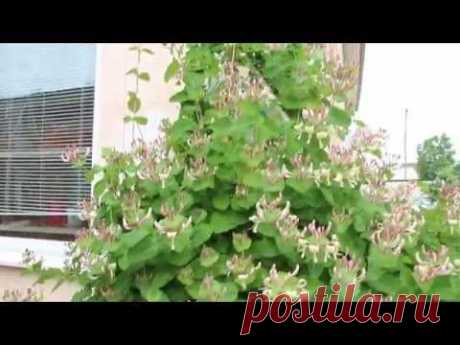 Каприфоль во всей красе!