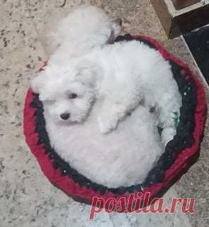 Saiba: Como lavar  a caminha do cachorro,  roupas  e  outros itens