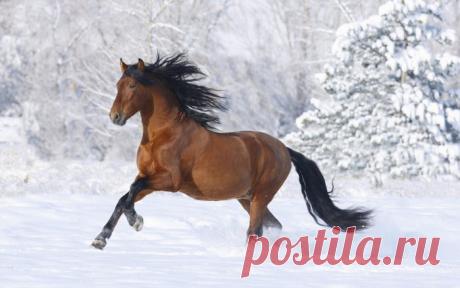 Символ 2014 года