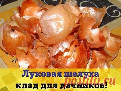Луковая шелуха - клад для дачника