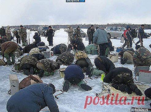 В поисках любимой Рыбки!