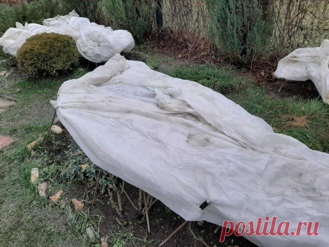 Шпаргалка №0 по уходу за РОЗАМИ. Снег начинает бурно таять - что делать. | Цветочница Анюта 🌹 | Яндекс Дзен