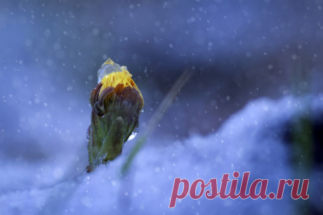 Фотография Не смотря ни на что .... из раздела макро №5891475 - фото.сайт - Photosight.ru