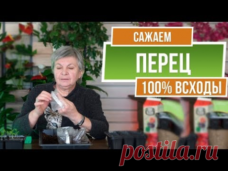 Супер способ посадки перца ✔️ Во что сажать перец