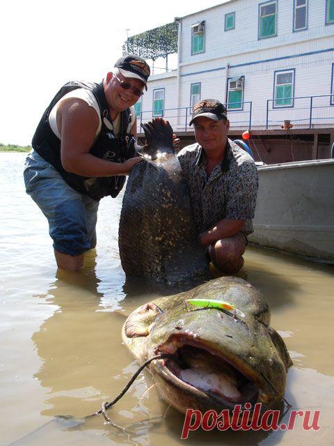НАБЛЮДЕНИЯ РЫБОЛОВА-ЛЮБИТЕЛЯ