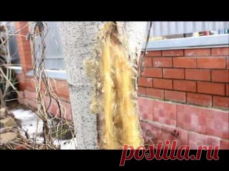 Лечение морозобоин на дереве. Сайт sadovymir.ru