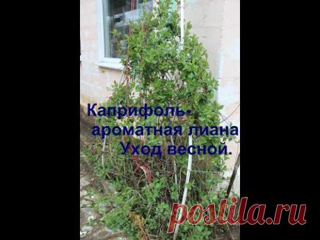 Каприфоль- ароматная лиана.Уход весной.