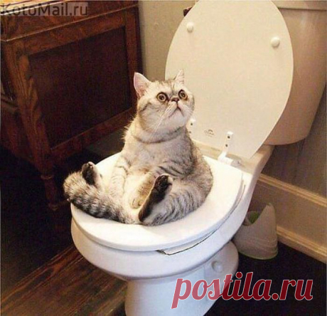 Я все правильно делаю? | KotoMail.ru