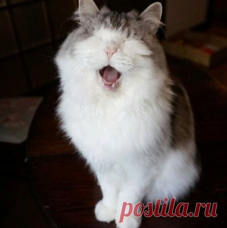 Кототерапия. Подборка забавных фото котов для хорошего настроения. Улыбнитесь! )) | Мечтательная кошка | Яндекс Дзен