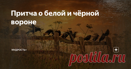 Притча о белой и чёрной вороне Всем "белым воронам" посвящается.
Как известно, многие чёрные вороны не любят белых ворон из-за того, что выделяются они, а ещё необычные очень.
Однажды вечерком такая вот ворона зашла в очень даже приличное кафе.