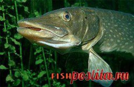 Ловля щуки в марте - www.fisher-land.ru